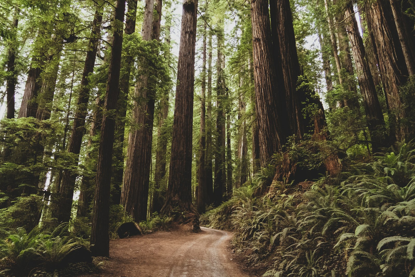 California redwoods, apostille service for Redwood City and Menlo Park